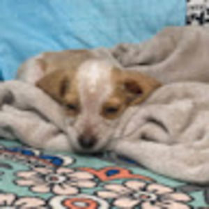 Meet your Posher, Eva